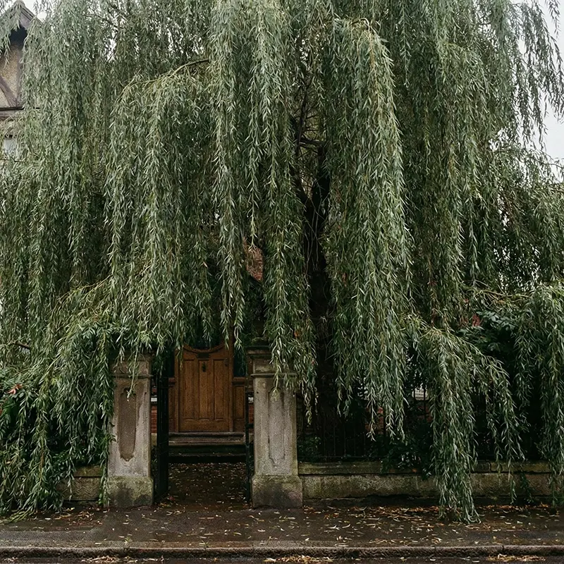 cay-bi-che-khuat-minh-duong-cua-chinh-pham-phong-thuy