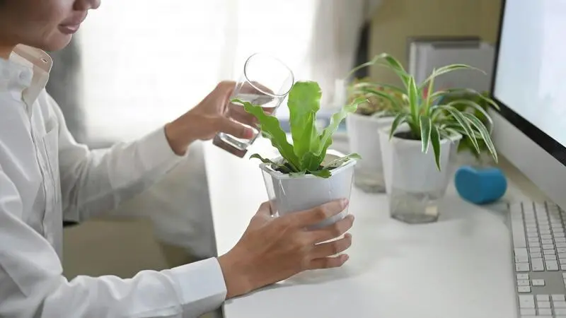 Người đang tưới nước cho cây phong thủy trong nhà, thể hiện cách chăm sóc đúng cách