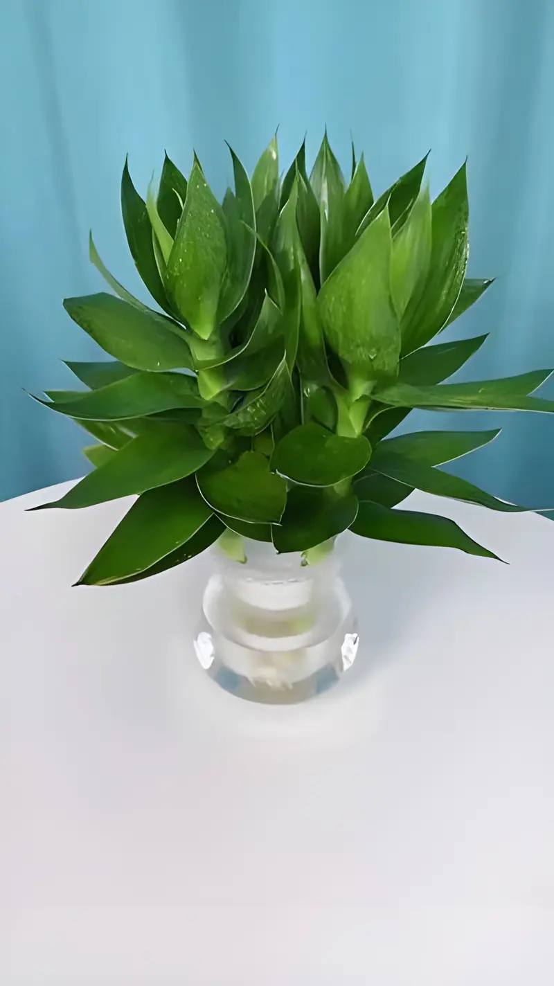 Cây phát lộc (lucky bamboo) nhỏ gọn trong bình nước, để bàn làm việc