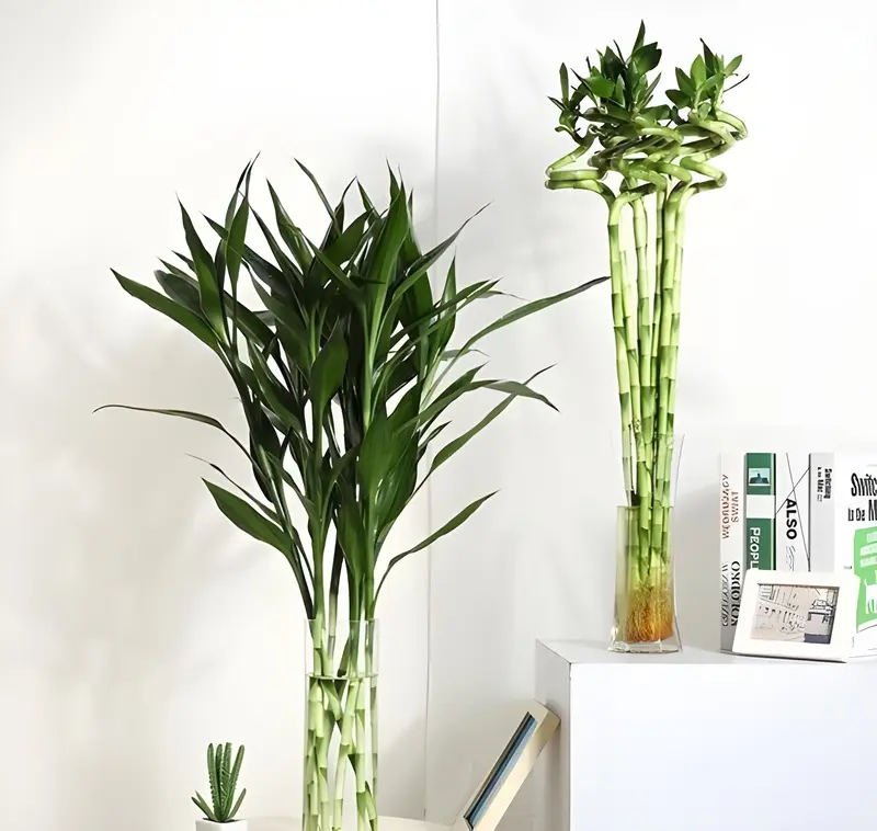 Cây phát lộc (lucky bamboo) được trồng trong bình thủy tinh với nước và sỏi trang trí