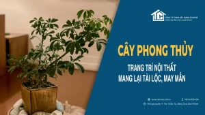 Cây phát tài và các loại cây phong thủy trang trí nội thất mang lại tài lộc cho gia đình