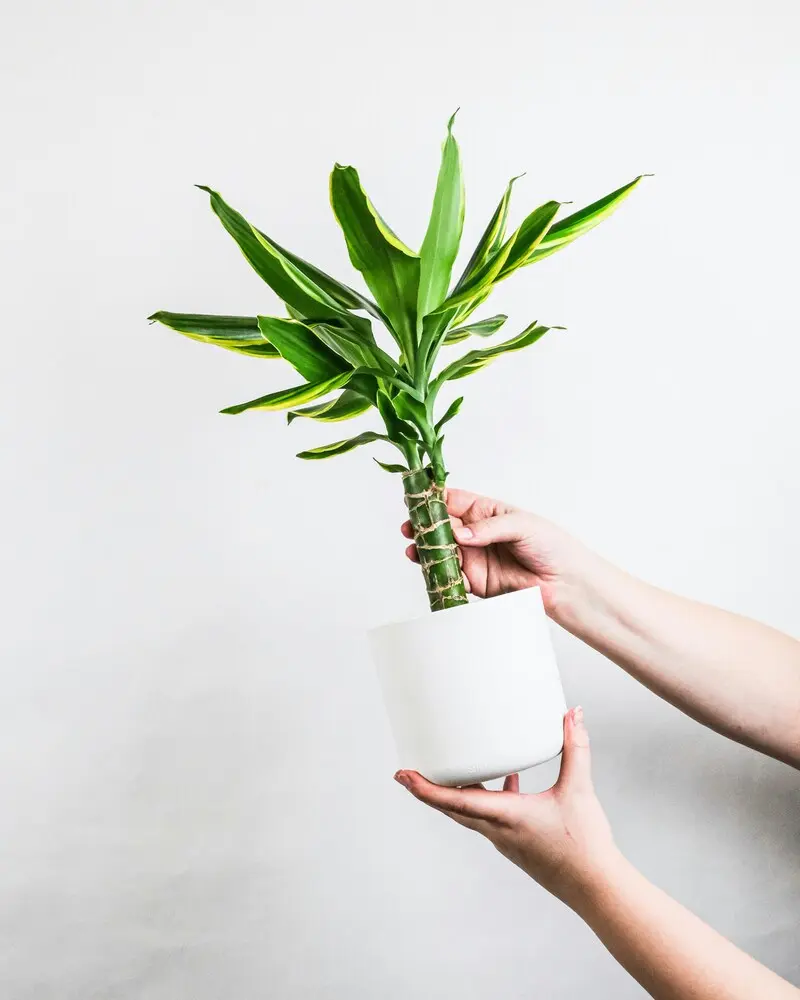 Cây phát tài (Dracaena fragrans) xanh tốt, tượng trưng cho may mắn và thịnh vượng