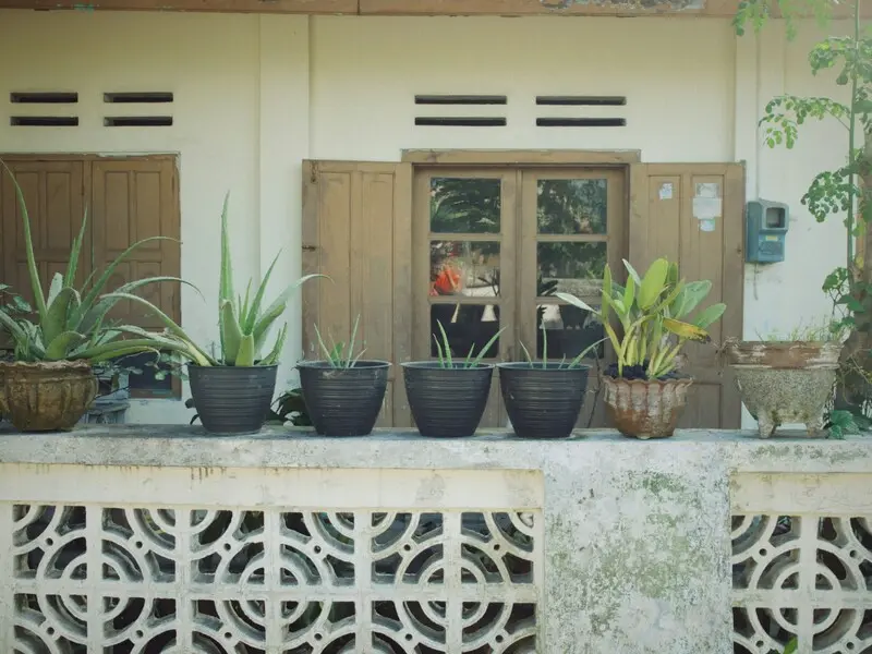 Cây cảnh trang trí ở lối vào nhà, mang sinh khí và tài lộc